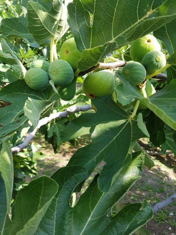 Agriturismo San Francesco Валеджо сул Минчио Екстериор снимка